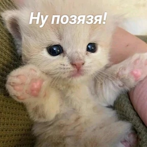 КОТИКИ))) — стикер для MAX