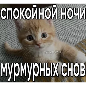 КОТИКИ))) — стикер для MAX