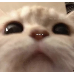 КОТИКИ))) — стикер для MAX