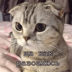 КОТИКИ))) — стикер для MAX