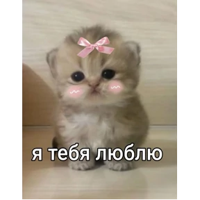 КОТИКИ))) — стикер для MAX