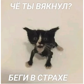 КОТИКИ))) — стикер для MAX