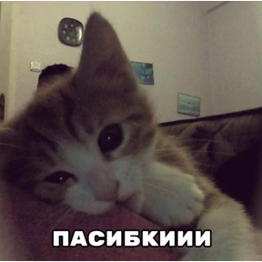 КОТИКИ))) — стикер для MAX