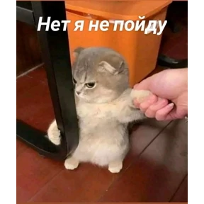 КОТИКИ))) — стикер для MAX
