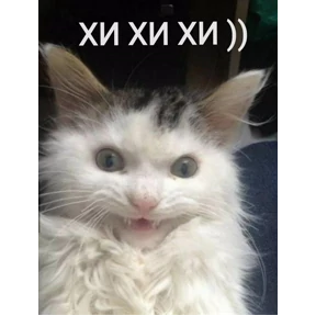 КОТИКИ))) — стикер для MAX