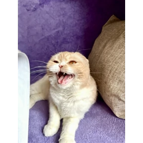 Котэ — стикер для MAX