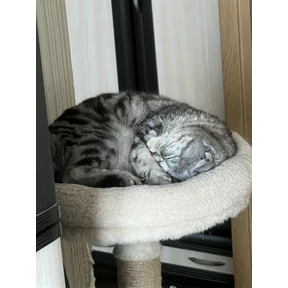 Котэ — стикер для MAX