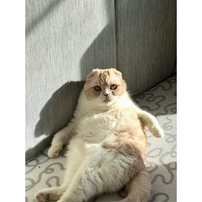 Котэ — стикер для MAX