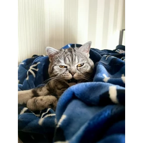 Котэ — стикер для MAX