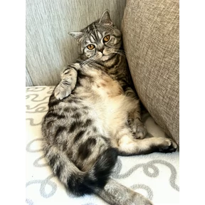 Котэ — стикер для MAX