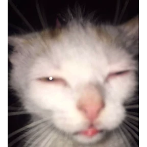 Мяу — стикер для MAX