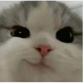 Мяу — стикер для MAX