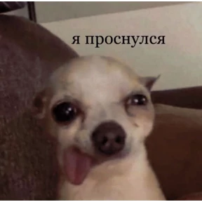 Мяу — стикер для MAX