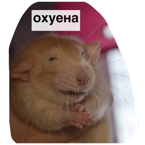Крыски — стикер для MAX