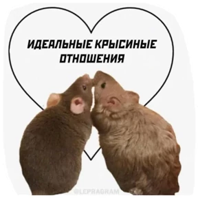 Стикерпак Крыски для мессенджера MAX