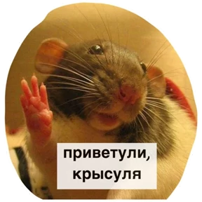 Крыски — стикер для MAX