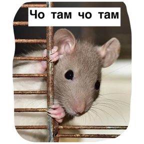 Крыски — стикер для MAX