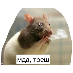 Крыски — стикер для MAX