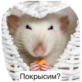 Крыски — стикер для MAX
