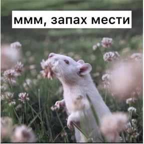 Крыски — стикер для MAX