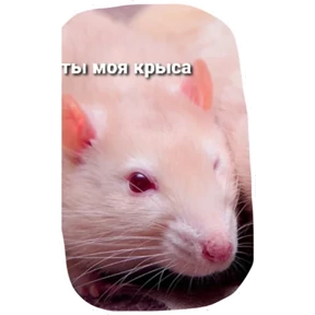 Крыски — стикер для MAX