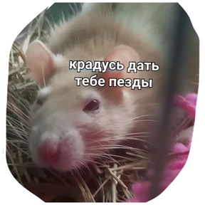 Крыски — стикер для MAX