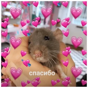 Крыски — стикер для MAX