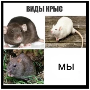 Крыски — стикер для MAX