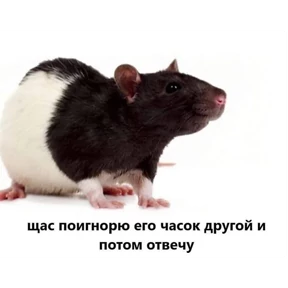 Крыски — стикер для MAX