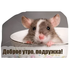 Крыски — стикер для MAX