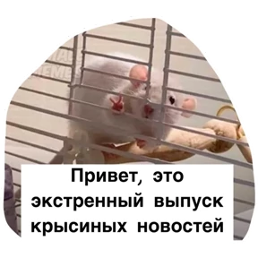 Крыски — стикер для MAX