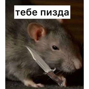 Крыски — стикер для MAX