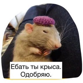 Крыски — стикер для MAX