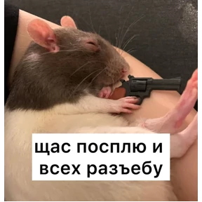 Крыски — стикер для MAX