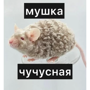 Крыски — стикер для MAX
