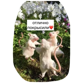 Крыски — стикер для MAX