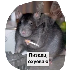 Крыски — стикер для MAX