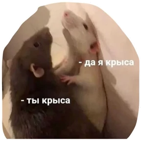 Крыски — стикер для MAX