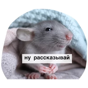 Крыски — стикер для MAX