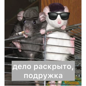 Крыски — стикер для MAX