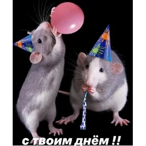 Крыски — стикер для MAX