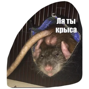 Крыски — стикер для MAX