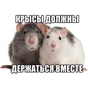 Крыски — стикер для MAX