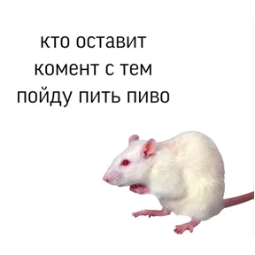 Крыски — стикер для MAX
