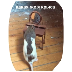 Крыски — стикер для MAX