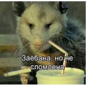 Крыски — стикер для MAX