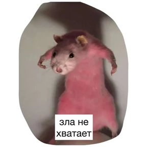 Крыски — стикер для MAX
