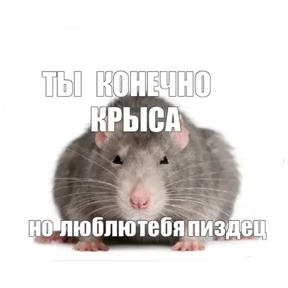 Крыски — стикер для MAX