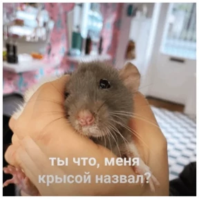 Крыски — стикер для MAX