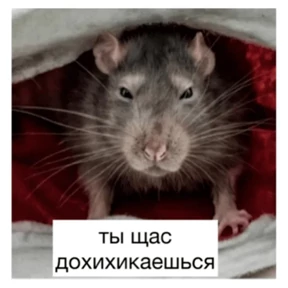 Крыски — стикер для MAX